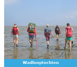 Wadlopen Friesland