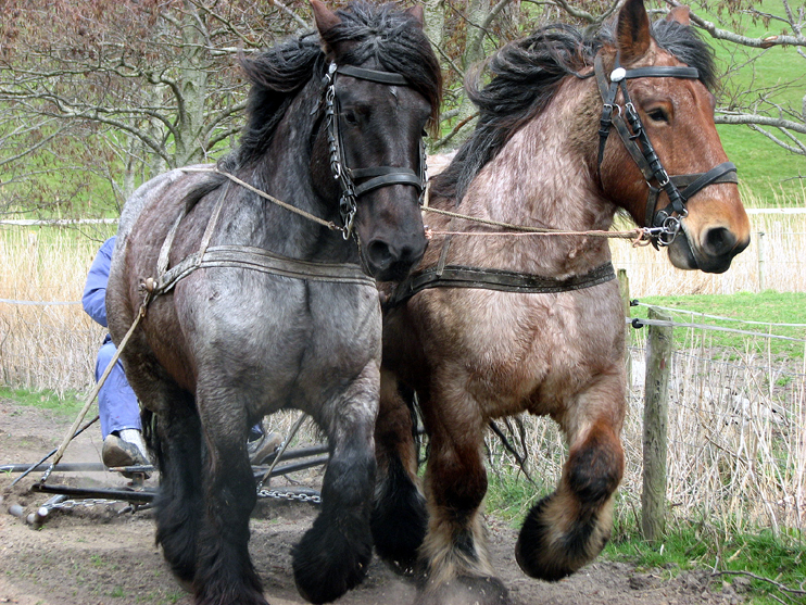 Culinair wadlopen waddenexcursies | rondrit met paard en | imkerij | dagbesteding